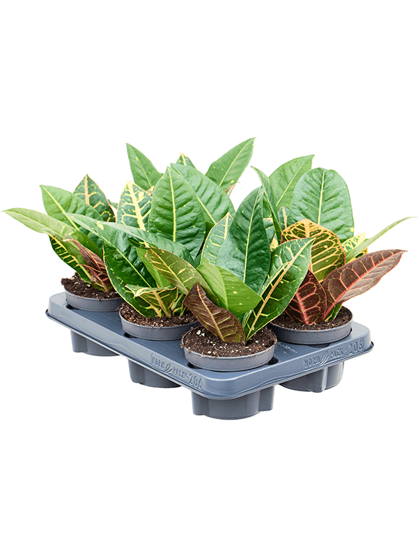 Croton (Codiaeum) variegatum 'Petra' 6/tray