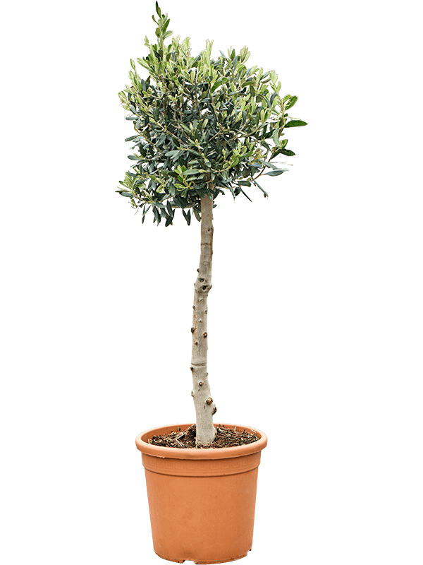 Olea europaea (100-120) Stem