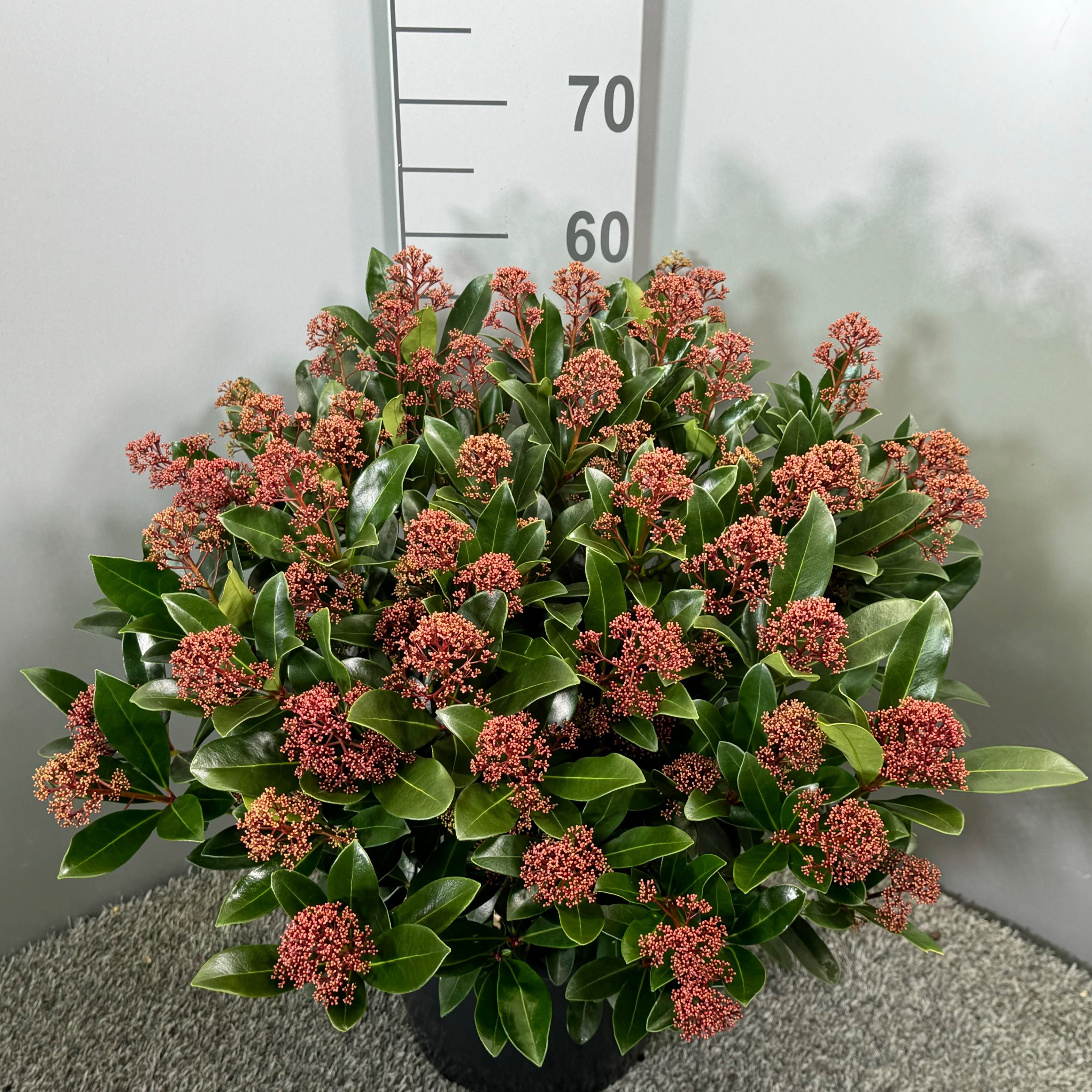 Skimmia japonica 'Rubella' Red